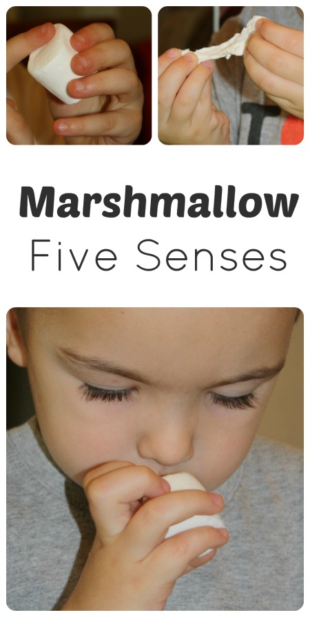 Explore the Five Senses Using Marshmallows...Part of the M is for Marshmallows Theme from Fantastic Fun and Learning