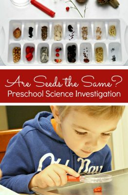 Are Seeds the Same Preschool Science Investigation