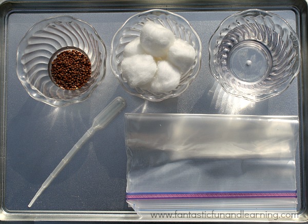 Planting Seeds Tray