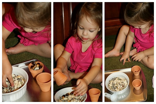 Toddler Activities with Seeds