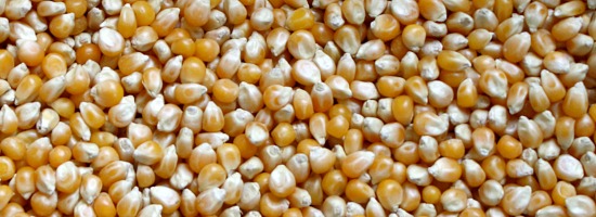 Corn kernels