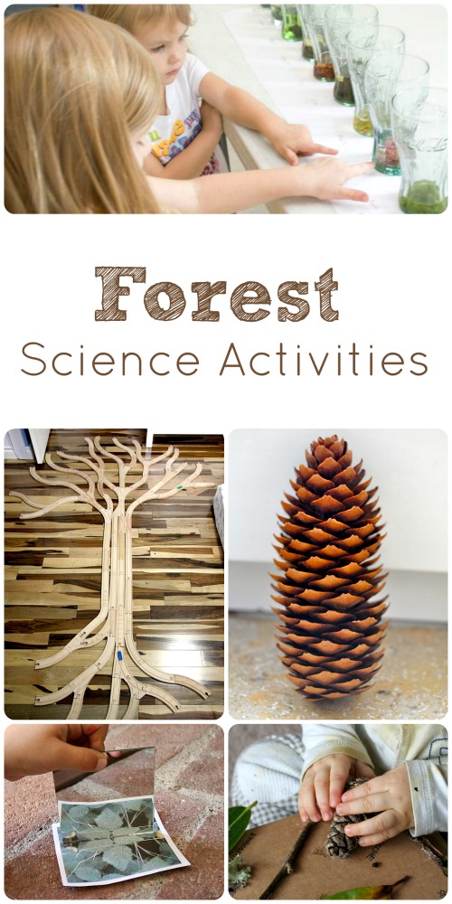 5 Fun Forest Science Activities for Kids