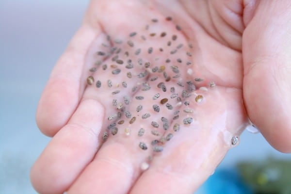 Chia Seed Frog Spawn