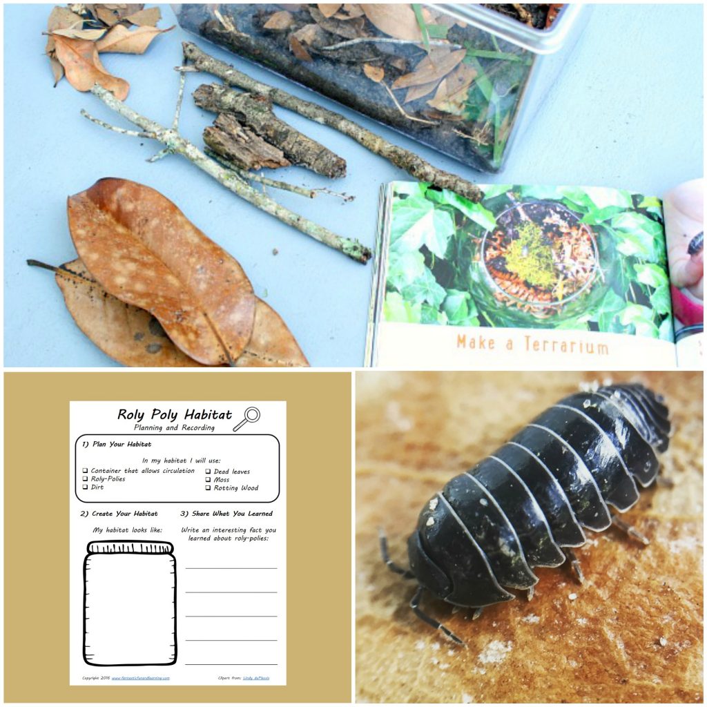 Make a Roly Poly Habitat with this Free Printable Planning and Recording Sheet