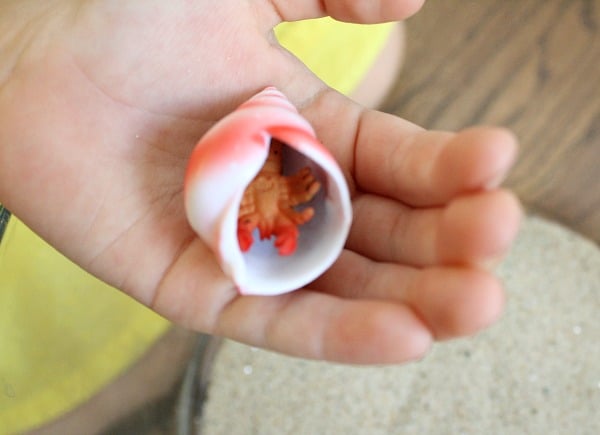 Growing Hermit Crab