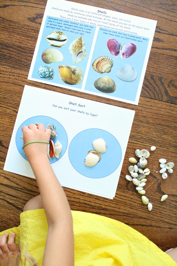 Sorting Shells with A House for Hermit Crab
