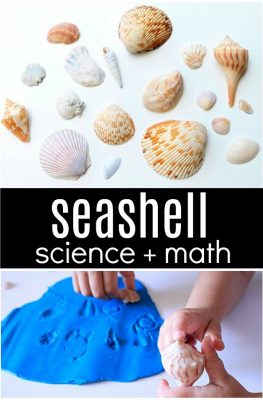 Seashell science + math activities for your preschool beach theme